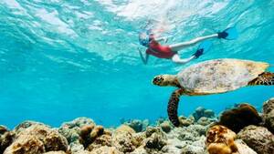Nemo Diving Center from Dubai: Scuba Diving for Beginners in Fujairah (Shared Transfers from Dubai)