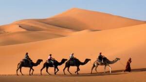 Sunset Camel Safari with Stargazing & BBQ | Al Khayma Shared