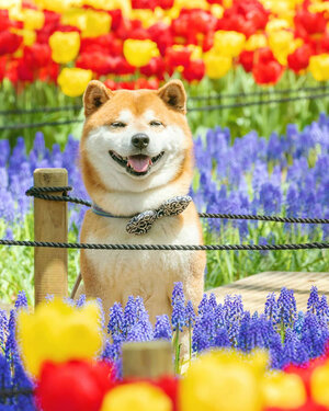 Shibas in the Park